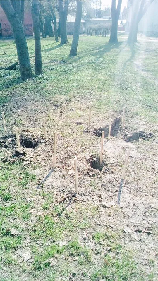 Дерево на 1 день або чому обурена Левандівка — фото 1